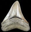 Serrated, Tan, Megalodon Tooth - South Carolina #46554-1